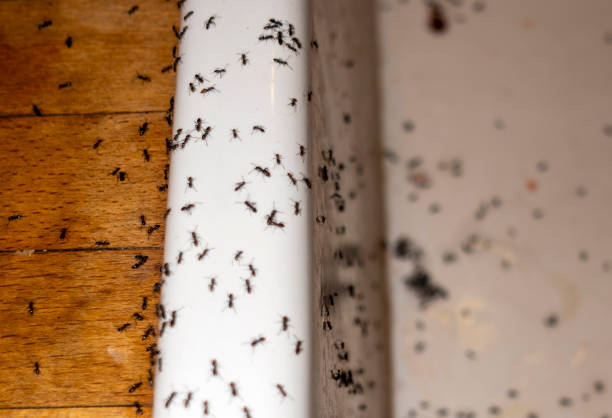 Best Best Pest Control Companies  in Pea Ridge, FL