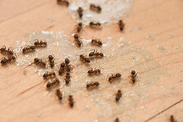 Best Termite Control Services  in Pea Ridge, FL