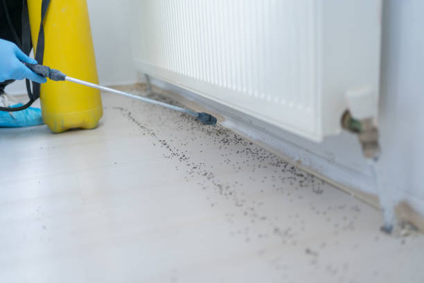 Wasp Removal Services in Pea Ridge, FL